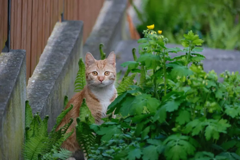 How to Stop Cats from Pooping in the Garden: A Humane Step-by-Step Guide for New Zealand Homes