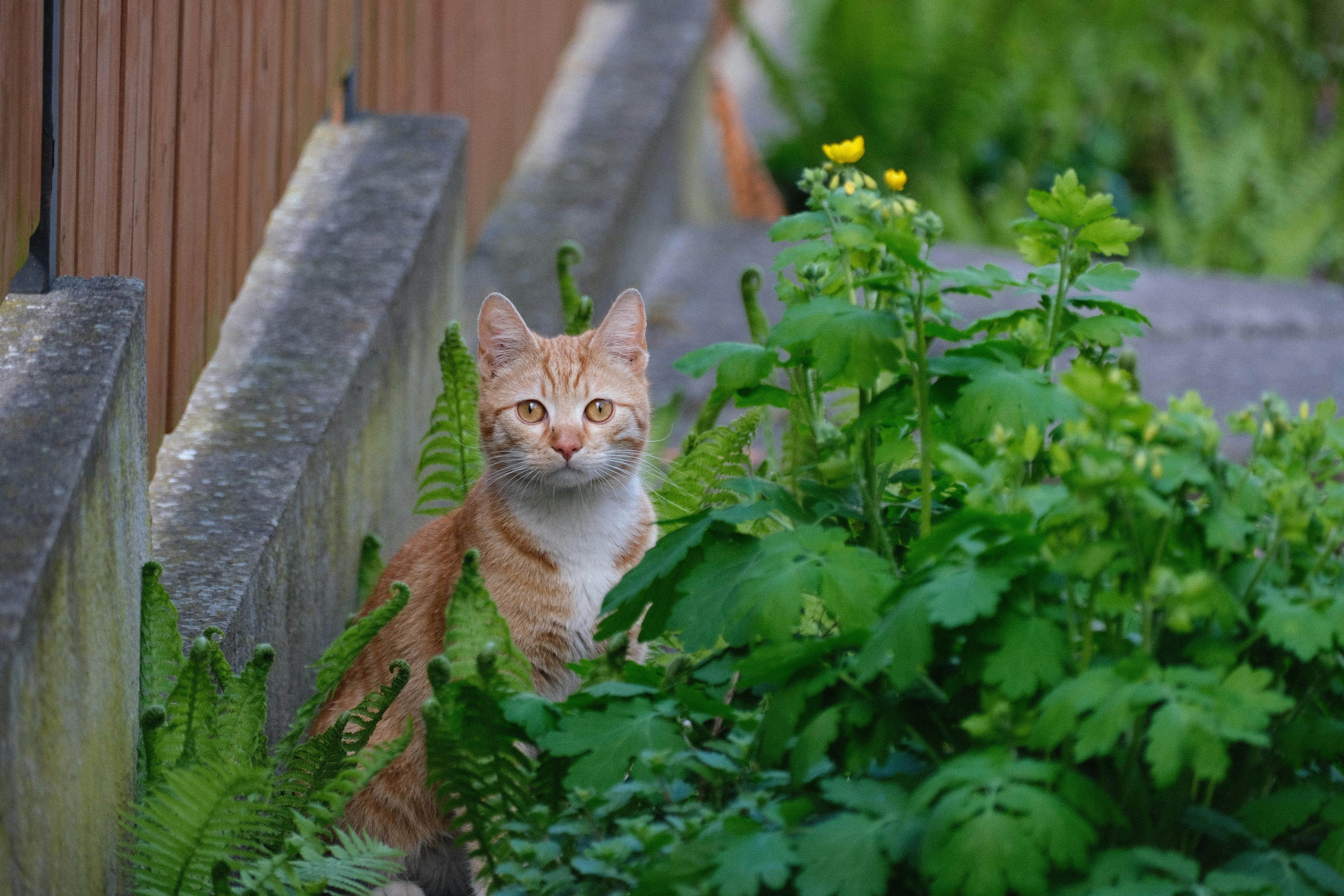 Ginger cat standing among green garden plants
